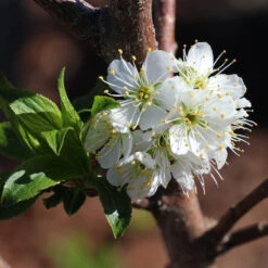 Bubblegum 'Toka' Plum Tree -Plant Seed Store Bubblegum Toka Plum 4