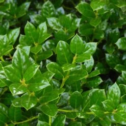 Dwarf Burford Holly Shrub -Plant Seed Store Burford Holly FGT