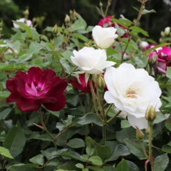 Burgundy Iceberg And Iceberg Two-fer® Rose Tree 9 Burgundy Iceberg And Iceberg Two-fer® Rose Tree -Plant Seed Store Burgandy Iceburg ROse Tree 1