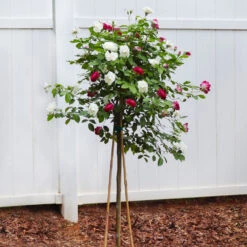 Burgundy Iceberg And Iceberg Two-fer® Rose Tree 8 Burgundy Iceberg And Iceberg Two-fer® Rose Tree -Plant Seed Store Burgandy Iceburg ROse Tree 4