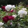 Burgundy Iceberg And Iceberg Two-fer® Rose Tree -Plant Seed Store Burgandy Iceburg ROse Tree 600x600 7408cf92 533a 4304 9224 4b16542c1c73