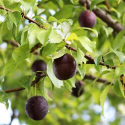 Burgundy Plum Tree -Plant Seed Store Burgundy Plum 1