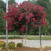 Cherokee Crape Myrtle -Plant Seed Store CHEROKEE CRAPE MYRTLE 350 THUMBNAIL FGT