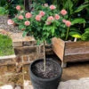 Cherish Rose Tree 1 Cherish Rose Tree -Plant Seed Store CHerish Rose Tree 600x600 b551c3a5 d832 4cbe 9cbe 9626314e8eca