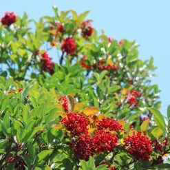 Chindo Sweet Viburnum Shrub -Plant Seed Store CHindo Viburnum 1