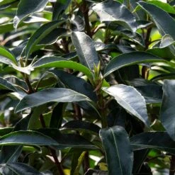 Chindo Sweet Viburnum Shrub -Plant Seed Store CHindo Viburnum 3