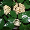 Chindo Sweet Viburnum Shrub -Plant Seed Store CHindo Viburnum 600x600 314dca2a 104d 46fa 8ff4 997bc28d247f