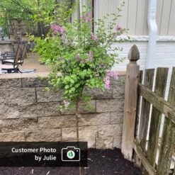 Dwarf Korean Lilac Tree -Plant Seed Store CPB DwarfKoreanLilacTree Julie ugc test