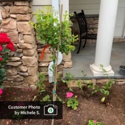 Dwarf Korean Lilac Tree -Plant Seed Store CPB DwarfKoreanLilacTree MicheleS ugc test