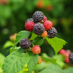Cumberland Black Raspberry - USDA Organic 10 Cumberland Black Raspberry - USDA Organic -Plant Seed Store CUmberland Black RAspberry 1 FGT e255f3ce a3d5 41e6 b284 ffd98b9d3b34
