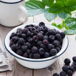Cumberland Black Raspberry - USDA Organic 9 Cumberland Black Raspberry - USDA Organic -Plant Seed Store CUmberland Black RAspberry 4 FGT 106ac158 fa5e 47e5 88d1 c678909f6c53