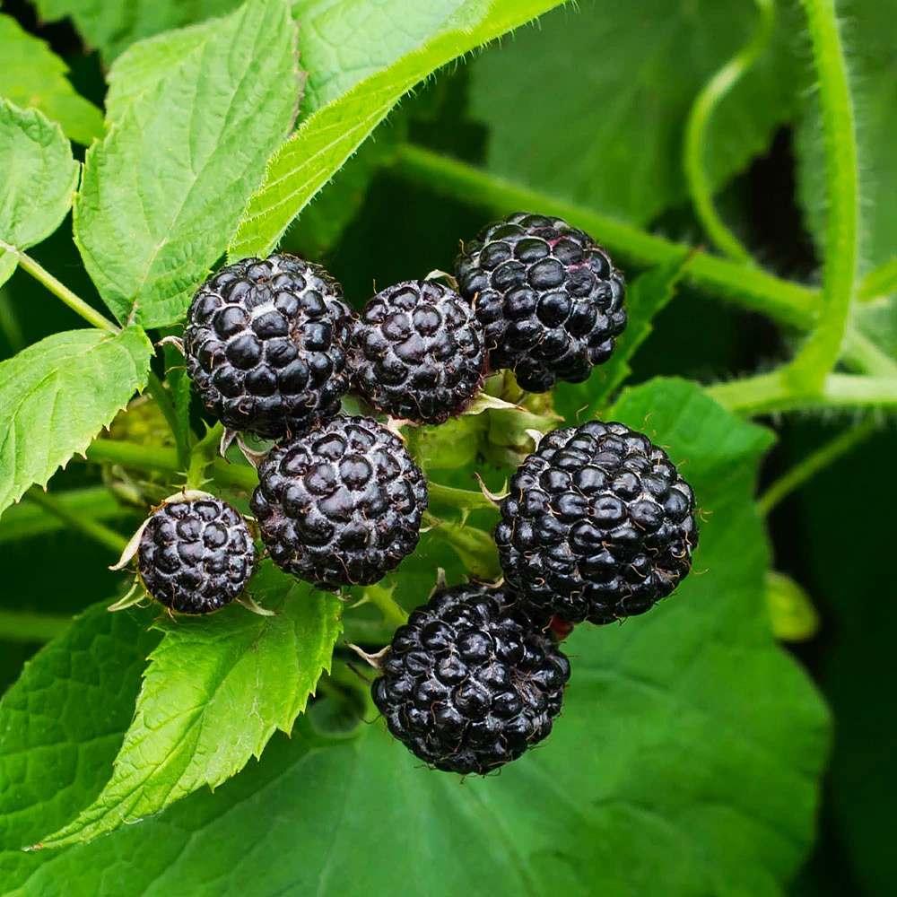 Cumberland Black Raspberry - USDA Organic 4 Cumberland Black Raspberry - USDA Organic - Image 2