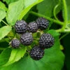 Cumberland Black Raspberry - USDA Organic -Plant Seed Store CUmberland Black RAspberry FGT 600x600 f44fb0ec 58e7 4e5a 852b 12bec7d932ce