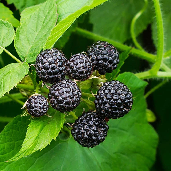 Cumberland Black Raspberry - USDA Organic 3 Cumberland Black Raspberry - USDA Organic