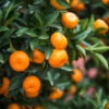 Calamondin Bush -Plant Seed Store Calamondin2 Bush FGT 600x600 9e8d15f8 b498 4030 97e9 1ec6aaff2b96
