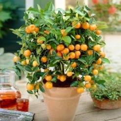 Calamondin Bush -Plant Seed Store Calamondin Bush 1