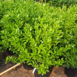Calamondin Bush -Plant Seed Store Calamondin Bush 7
