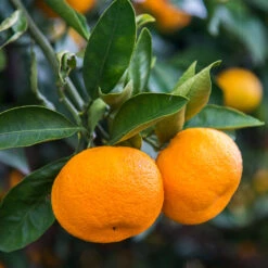 Calamondin Tree -Plant Seed Store Calomondin 4 BB 86a33d74 f6d8 4d96 be1b 5a213babf3c2