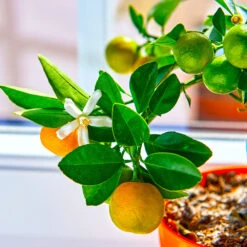 Calamondin Tree -Plant Seed Store Calomondin 5