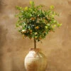 Calamondin Tree 1 Calamondin Tree -Plant Seed Store Calomondin FGT 600x600 61fc6ceb be3a 471b 85e2 cdcd99c89a7d