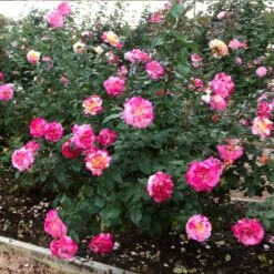 Camille Pissarro™ Rose 7 Camille Pissarro™ Rose -Plant Seed Store Camille Pissarro 3