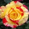 Camille Pissarro™ Rose -Plant Seed Store Camille Pissarro FGT 600x600 64440e4a 4339 4da2 b3b1 b793fad98cad