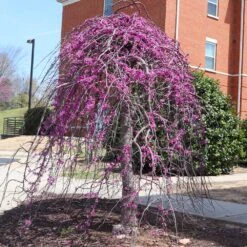 Cascading Hearts Redbud Tree -Plant Seed Store CascadingHEarts Redbud 4