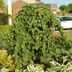 Cascading Hearts Redbud Tree -Plant Seed Store Cascading Hearts Redbud 2