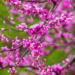 Cascading Hearts Redbud Tree -Plant Seed Store Cascading Hearts Redbud 3