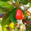 Cashew Tree 2 Cashew Tree -Plant Seed Store Cashew Nut Tree FGT 600x600 ae50f6a6 ab86 49a6 a9b6 65c6a211e420