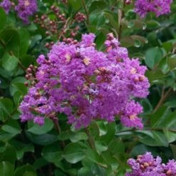 Catawba Crape Myrtle Tree -Plant Seed Store Catawba Crape Myrtle 1 FGT