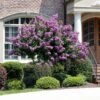 Catawba Crape Myrtle Tree -Plant Seed Store Catawba Crape Myrtle FGT 600x600 66b50869 8d4b 4805 a639 1cb85f8da0d9