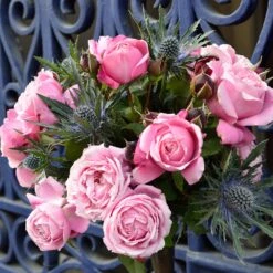 Cathedral Bells Rose 8 Cathedral Bells Rose -Plant Seed Store Cathedral Bells Rose Tree 2