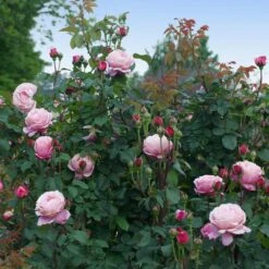 Cathedral Bells Rose 9 Cathedral Bells Rose -Plant Seed Store Cathedral Bells Rose Tree 3