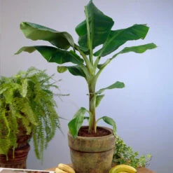 Smoothie Kit -Plant Seed Store Cavendish Banana 4 d5d43398 d2c2 4a90 8865 0f7abee58540