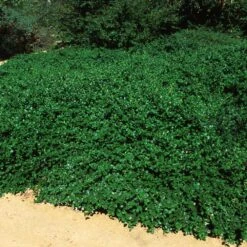 Yankee Point California Lilac 9 Yankee Point California Lilac -Plant Seed Store Ceanothus Yankee Point 5