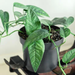 Cebu Blue Pothos -Plant Seed Store Cebu Blue Pothos 1