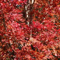 Celebration Maple Tree -Plant Seed Store Celebration Maple 2 FGT