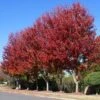 Celebration Maple Tree 2 Celebration Maple Tree -Plant Seed Store Celebration Maple FGT 600x600 7c32c483 7861 4d4e a681 f2d623c714d1