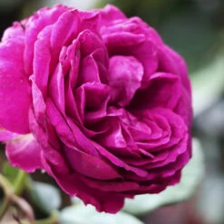 Celestial Night™ Rose Tree -Plant Seed Store Celestial Night Rose Tree 2