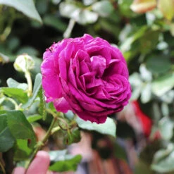 Celestial Night™ Rose Tree -Plant Seed Store Celestial Night Rose Tree 3