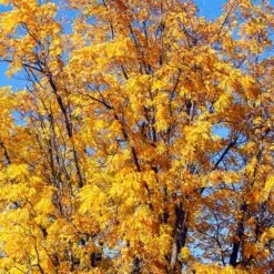 Chandler Walnut Tree 10 Chandler Walnut Tree -Plant Seed Store Chandler Walnut 1