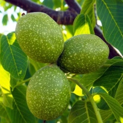 Chandler Walnut Tree 13 Chandler Walnut Tree -Plant Seed Store Chandler Walnut 7