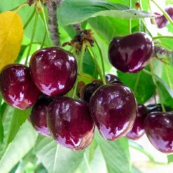 Chelan Cherry Tree 8 Chelan Cherry Tree -Plant Seed Store Chelan Cherry 1
