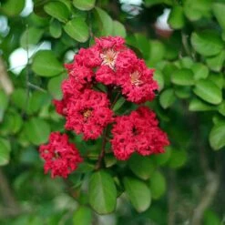 Cherokee Crape Myrtle -Plant Seed Store Cherokee Crape Myrtle Closeup D1 450
