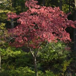Cherokee Brave Dogwood -Plant Seed Store Cherokee Brave Dogwood 2