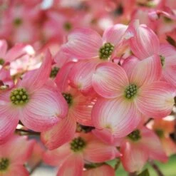 Cherokee Brave Dogwood -Plant Seed Store Cherokee Brave Dogwood 3 FGT