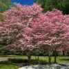 Cherokee Brave Dogwood -Plant Seed Store Cherokee Brave FGT 600x600 525a5b63 796d 4ef4 bca9 ef17be803532