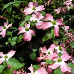 Cherokee Chief Dogwood -Plant Seed Store Cherokee Chief Dogwood 2 FGT