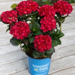 Cherry-Go-Round™ Hydrangea -Plant Seed Store Cherry Go Round Hydrangea 1
